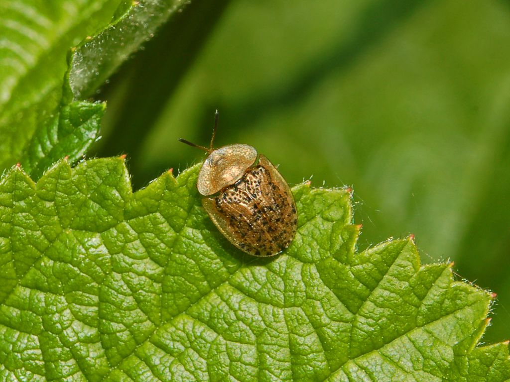 Cassida nebulosa  (Chrysomelidae)